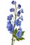 Blue delphinium flower