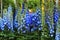 Blue delphinium flower background