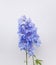 Blue delphinium flowering stalk against a grey background