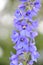 Blue Delphinium Flowers