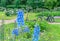 Blue Delphinium flowers plant growing in garden. Beautiful larkspur blooms