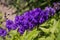 Blue delphinium growing in a garden on a sunny day