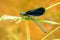 Blue demoiselle sits in the sun on a green blade of grass. In the background the orange golden riverbed of a forest stream. Blue-
