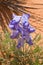 Blue desert wildflower in the wilds