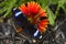 Blue Diadem Butterfly and Blanket flower