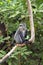 A blue diademed monkey on a branch in Lake Manyara