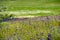 Blue Dichelostemma capitatum wildflowers blooming on a meadow, North Table Mountain, Oroville, California