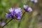 Blue Dicks Coveria or Dichelostemma capitatum of Ensenada, baja california