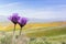 Blue dicks Dichelostemma capitatum; a California poppies field in the background, California