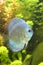 Blue Discus Fish