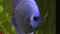 Blue discus fish in aquarium