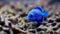 Blue discus fish in aquarium, close-up view,  Marine life