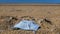 Blue Disposable Face Mask Discarded on Sandy Beach