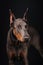 Blue dobermann studio photography