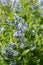 Blue dogbane