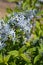 Blue dogbane