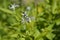 Blue dogbane