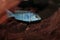 Blue dolphin cichlid (Cyrtocara moorii) aquarium fish