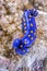 Blue dorid Nudibranch in California