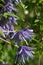 Blue double Atragene clematis variety Cecile blooms in the garden. Beautiful blue summer flowers in a vertical garden gardening.