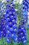 Blue double flowers with a white center of New Zealand delphinium (variety Cobalt Dreams) bloom