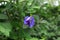 A blue double layer butterfly pea flower (Clitoria Ternatea) hangs on the vine