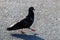 A blue dove sits on the beach