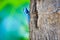 Blue dragon climb the tree on colorful background