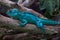 Blue dragon lizzard