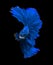 Blue dragon siamese fighting fish, betta fish isolated on black