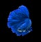 Blue dragon siamese fighting fish, betta fish isolated on black