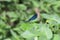 Blue dragonfly   -   Calopteryx virgin  sits on leaf in green nature