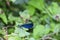 A  blue  dragonfly   -   Calopteryx virgin  sits on leaf in green nature