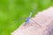 Blue dragonfly on concrete wall