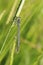 Blue dragonfly on corn head