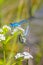 Blue dragonfly dragonflies form heart on lake shore in Germany