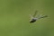 A blue dragonfly in flight