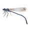 Blue dragonfly with folded wings isolated on white. Cast a shadow