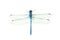 blue dragonfly isolated