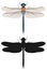 Blue dragonfly and its silhouette, top view. Vector illustration.