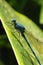 Blue dragonfly on a leaf side shot