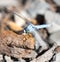 A blue dragonfly in the nature