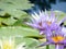 Blue dragonfly on a nymphea waterlily flower, TX, US