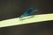 Blue dragonfly perched on a leaf, river ulla, galicia