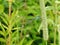 Blue dragonfly on plant , Lithuania