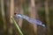 Blue dragonfly on reed in the nature reserves