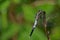 Blue dragonfly resting on a branch