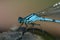 Blue dragonfly and shell 2