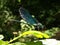 Blue dragonfly Shiny Beauty sitting branch with bright green leaves. Dragonfly wings are iridescent, patterned, corrugated. As a