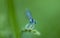 Blue dragonfly sits on a blade of grass on a green
